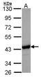 N-Acetylneuraminate Synthase antibody, LS-C185694, Lifespan Biosciences, Western Blot image 