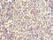 Serglycin antibody, orb353372, Biorbyt, Immunohistochemistry paraffin image 