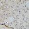 Aurora Kinase C antibody, orb373863, Biorbyt, Immunohistochemistry paraffin image 