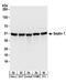 Septin-7 antibody, A304-213A, Bethyl Labs, Western Blot image 