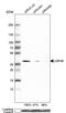 Ubiquitin Specific Peptidase 46 antibody, MA5-24600, Invitrogen Antibodies, Western Blot image 