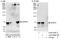 Myelin expression factor 2 antibody, A303-679A, Bethyl Labs, Immunoprecipitation image 