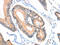 Acyl-CoA Synthetase Medium Chain Family Member 5 antibody, CSB-PA383927, Cusabio, Immunohistochemistry frozen image 