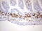BrdU antibody, LS-C784002, Lifespan Biosciences, Immunohistochemistry paraffin image 