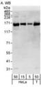 DExH-Box Helicase 9 antibody, NB110-40578, Novus Biologicals, Western Blot image 