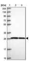 Solute Carrier Family 25 Member 45 antibody, NBP2-30521, Novus Biologicals, Western Blot image 