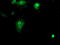 Spermine Synthase antibody, TA503112, Origene, Immunofluorescence image 