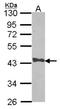 Capping Actin Protein, Gelsolin Like antibody, NBP2-15259, Novus Biologicals, Western Blot image 