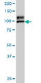 Bifunctional heparan sulfate N-deacetylase/N-sulfotransferase 1 antibody, LS-C133263, Lifespan Biosciences, Western Blot image 