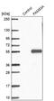 FAM53A antibody, PA5-57666, Invitrogen Antibodies, Western Blot image 