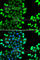 Ring Finger Protein 7 antibody, A7301, ABclonal Technology, Immunofluorescence image 