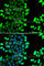 Rbx2 antibody, A7301, ABclonal Technology, Immunofluorescence image 