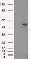 Tubulin Alpha 8 antibody, TA501096, Origene, Western Blot image 
