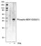 Mitogen-Activated Protein Kinase Kinase 1 antibody, MA5-28038, Invitrogen Antibodies, Western Blot image 