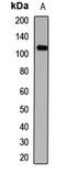 HAUS Augmin Like Complex Subunit 6 antibody, orb412312, Biorbyt, Western Blot image 