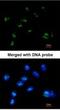Ras association domain-containing protein 2 antibody, NBP1-32571, Novus Biologicals, Immunocytochemistry image 