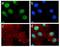 Eukaryotic Translation Initiation Factor 2 Subunit Alpha antibody, 710292, Invitrogen Antibodies, Immunofluorescence image 