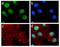 Eukaryotic translation initiation factor 2 subunit 1 antibody, 710292, Invitrogen Antibodies, Immunofluorescence image 