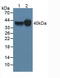 Folate Receptor Alpha antibody, LS-C704363, Lifespan Biosciences, Western Blot image 