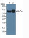 FOLR1 antibody, LS-C704363, Lifespan Biosciences, Western Blot image 