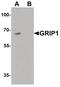 Glutamate Receptor Interacting Protein 1 antibody, PA5-34510, Invitrogen Antibodies, Western Blot image 
