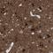 Reticulon 3 antibody, NBP1-88870, Novus Biologicals, Immunohistochemistry frozen image 