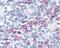 BCL2 Like 1 antibody, 48-507, ProSci, Immunohistochemistry frozen image 