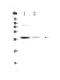 Oncostatin M antibody, A00804, Boster Biological Technology, Western Blot image 