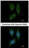 Serine/Threonine Kinase 25 antibody, NBP1-32670, Novus Biologicals, Immunocytochemistry image 