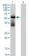 Tripartite Motif Containing 39 antibody, H00056658-B02P, Novus Biologicals, Western Blot image 