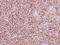Cytochrome C Oxidase Subunit 4I1 antibody, NBP2-15975, Novus Biologicals, Immunohistochemistry frozen image 