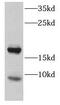 Cystatin 8 antibody, FNab02035, FineTest, Western Blot image 