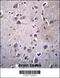 Integral Membrane Protein 2B antibody, 56-894, ProSci, Immunohistochemistry paraffin image 