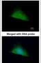 Tripartite Motif Containing 37 antibody, PA5-21737, Invitrogen Antibodies, Immunofluorescence image 