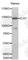 Toll Like Receptor 7 antibody, A0991, ABclonal Technology, Western Blot image 