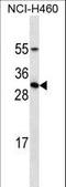 Prolactin antibody, LS-C158735, Lifespan Biosciences, Western Blot image 