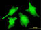 Caspase 2 antibody, LS-C196816, Lifespan Biosciences, Immunofluorescence image 