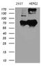 BCL2 Interacting Protein Like antibody, M11658, Boster Biological Technology, Western Blot image 