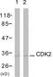 Cyclin Dependent Kinase 2 antibody, LS-C198784, Lifespan Biosciences, Western Blot image 