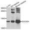 Guanylate Cyclase Activator 2A antibody, LS-B15574, Lifespan Biosciences, Western Blot image 