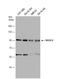 N-Acetyl-Alpha-Glucosaminidase antibody, NBP2-19465, Novus Biologicals, Western Blot image 