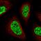 SAP Domain Containing Ribonucleoprotein antibody, HPA030902, Atlas Antibodies, Immunofluorescence image 