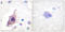 Cell Division Cycle 25B antibody, LS-C117853, Lifespan Biosciences, Immunohistochemistry frozen image 