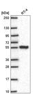 Solute carrier family 25 member 46 antibody, HPA071582, Atlas Antibodies, Western Blot image 