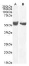 CD276 Molecule antibody, orb1791, Biorbyt, Western Blot image 