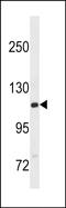 GTF2I Repeat Domain Containing 2B antibody, PA5-49213, Invitrogen Antibodies, Western Blot image 