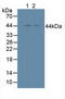 NFKB Inhibitor Epsilon antibody, LS-C294625, Lifespan Biosciences, Western Blot image 