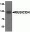 Rubicon Autophagy Regulator antibody, NBP2-81999, Novus Biologicals, Western Blot image 