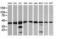 Mitogen-Activated Protein Kinase Kinase 1 antibody, LS-C338045, Lifespan Biosciences, Western Blot image 