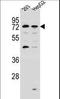 Ian9 antibody, LS-C166476, Lifespan Biosciences, Western Blot image 